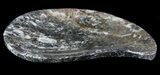 Teardrop Fossil Goniatite Dish - Stoneware #62432-1